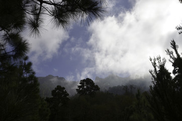 Himmel Baumwipfel Berge auf Teneriffa