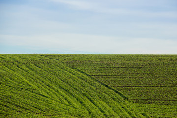 Field of green grass in early spring with blue sky on the horizon