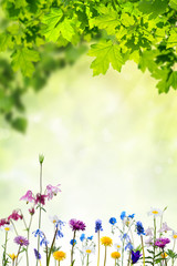 Nature background with flowers and leaves