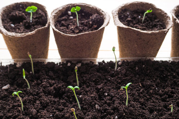 Young seedlings of seeds. Young seedlings of plants, tomatoes and peppers in peat pots.
