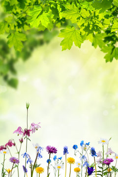 Fototapeta Nature background with flowers and leaves