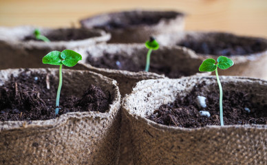 Young seedlings of seeds. Young seedlings of plants, tomatoes and peppers in peat pots.
