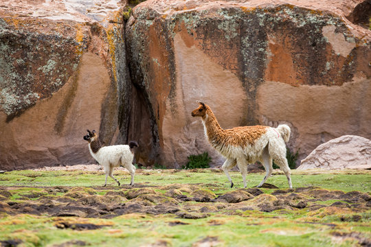 Bolivien, Departamento de Potos&iacute;, Nor L&iacute;pez, Laguna Negra, Lamas