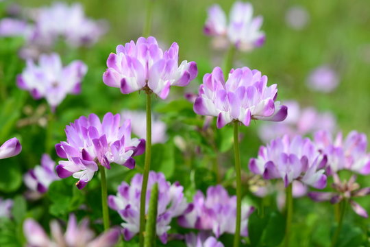 659 Best 蓮華草 Images Stock Photos Vectors Adobe Stock