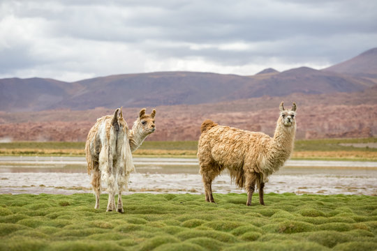 Bolivien, Departamento Potos&iacute;, Provinz Nor L&iacute;pez, Lamas am Rande eines Sees mit Flamingos im Hintergrund, Laguna Vinto