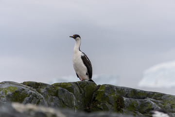 Imperial Blue-eyed Cormorant on rock