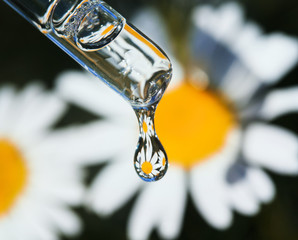 a drop of fragrant chamomile oil drops from a glass pipette on a background of medicinal white flowers