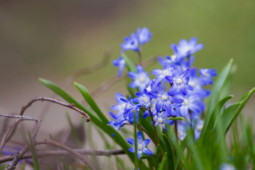 Blausternchen-oder Scillablüte