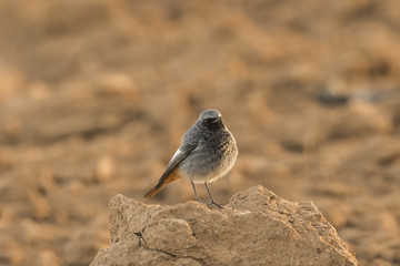 Pequeño pájaro colirrojo tizón (Phoenicurus ochruros) posado en una piedra entre colores cálidos