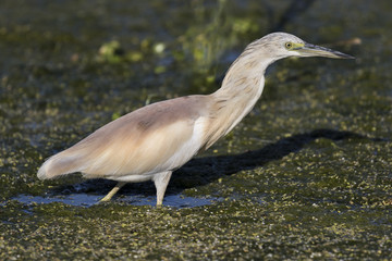 Ave garcilla cangrejera (Ardeola ralloides) 