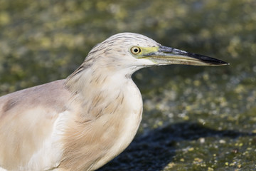 Primer plano de una ave garcilla cangrejera (Ardeola ralloides)