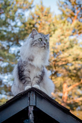 Naklejka na ściany i meble Le chat gris sur le toit de la cabanne