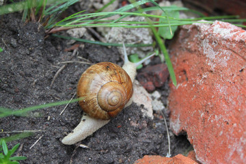 snail