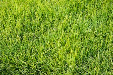 green grass background