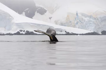 Rolgordijnen Humpback whale fluke in Antarctic sea © Alexey Seafarer
