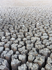 A dried up lake bed during the summer drought