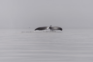 Humpback whale fluke in Antarctic sea