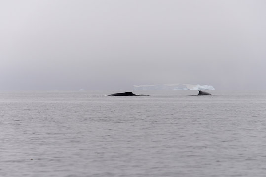 Humpback whale fin with iceberg on background