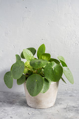 Pilea peperomioides, money plant in the pot. Single plant, concrete background. 