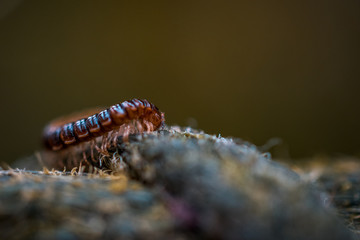 Tausendfüßler Makro