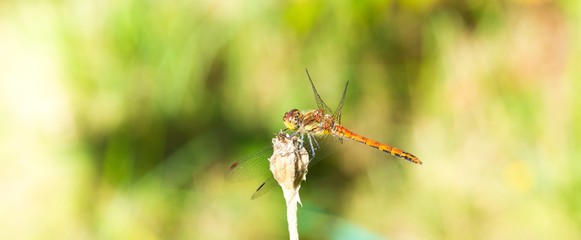 Große Heidelibelle (Sympetrum striolatum), sonnt sich, Lüneburger Heide, Niedersachsen,...