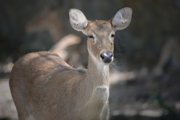 White tailed deer in the forest