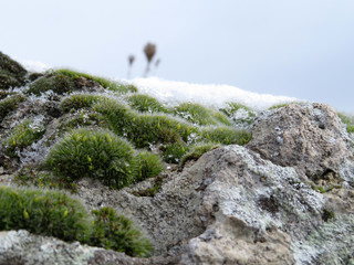 Green moss on rocks close up. Mountain landscape. Amazing beautiful nature