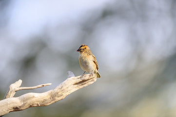PINTAILED WHYDAH (Vaceus macroura) female in breeding colour, on perch.