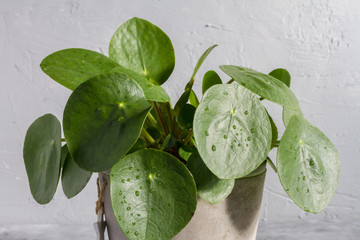 Pilea peperomioides, money plant in the pot. Single plant, concrete background. 