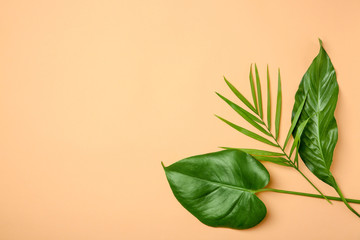 Tropical leaves on color background, flat lay