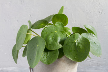 Pilea peperomioides, money plant in the pot. Single plant, concrete background. 