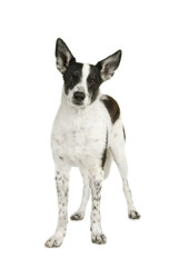 Stehender Mischlingshund sieht in die Kamera