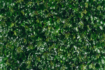 Natural green leaf wall, Texture background