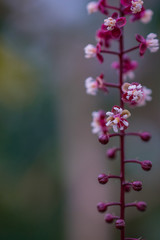 Lila kleine Blüten