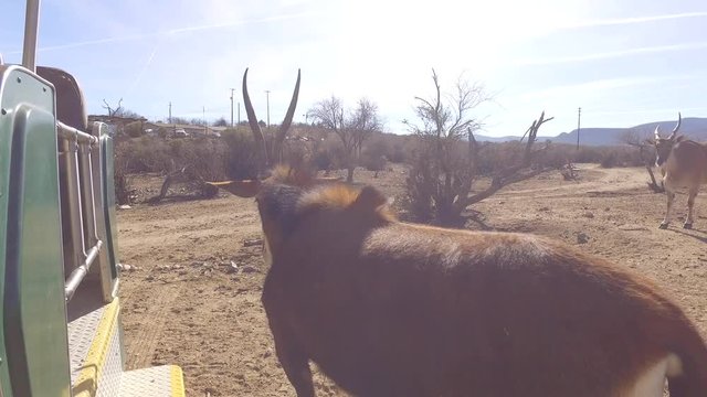 eland and sable antelope close up safari gimbal