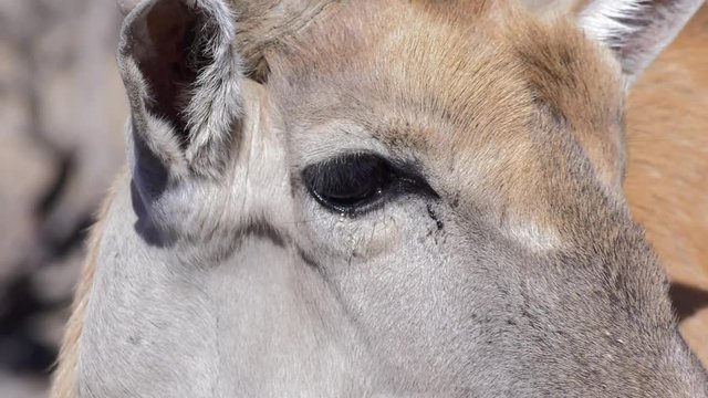 eland antelope close up looking around 4k