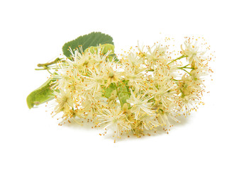 branch with linden flowers isolated