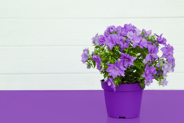 violet flowers in a pot, house plants standing on a violet table on the background white wooden wall with copy space for text. Spring time, blossom and Flower gift