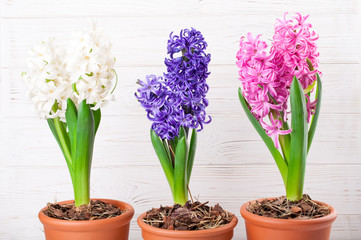 Fototapeta na wymiar Spring background with hyacinth flowers. Holidays 8 March, Mother's day, Easter concept