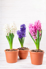 Spring background with hyacinth flowers. Holidays 8 March, Mother's day, Easter concept. Greeting card with copy space