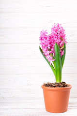 Spring background with hyacinth flower. Holidays 8 March, Mothers day, Easter concept. Greeting card with copy space