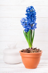 Fototapeta na wymiar Spring background with hyacinth flower compositions. Holidays 8 March, Mothers day, Easter concept. Greeting card with copy space