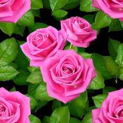 Seamless background with Pink roses on black background