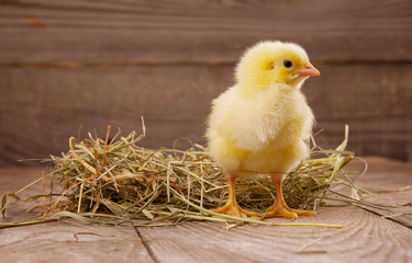 little yellow chicken on a wooden background