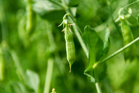 pods green peas growing