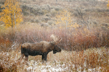 Moose in Snow