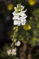 Beautiful flower with white against a blur flower background
