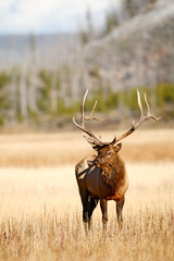 Elk