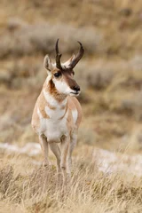  Pronghorn Antelope © Paul