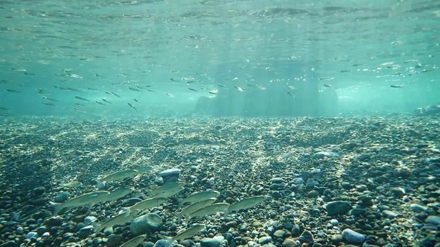 Schooling boxlip mullet fish finding food in shallow water